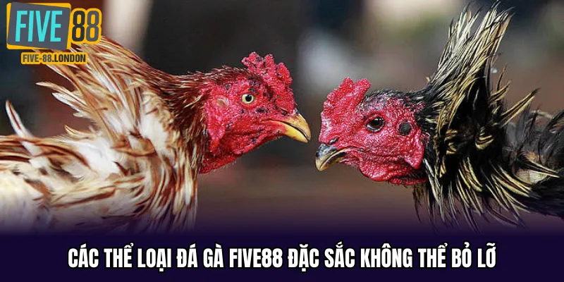Các thể loại đá gà FIVE88 đặc sắc không thể bỏ lỡ