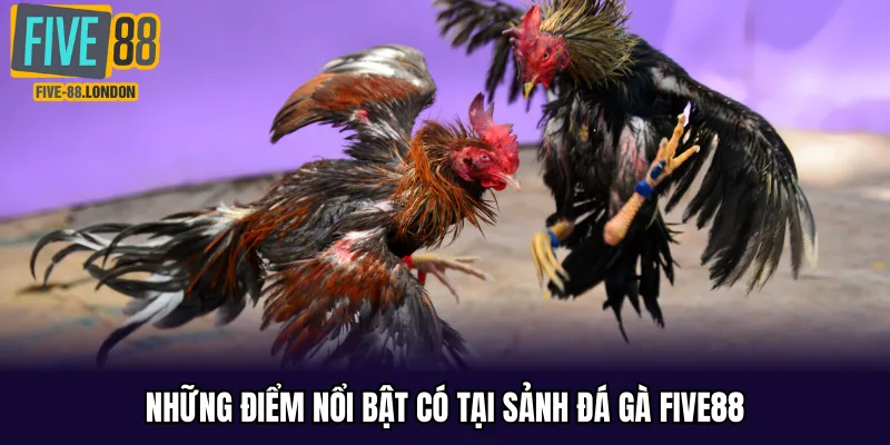 Những điểm nổi bật có tại sảnh đá gà FIVE88
